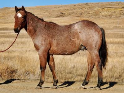 Whiskey Up Yao JW <BR> AQHA 5950571